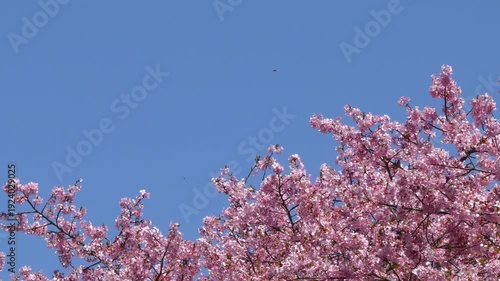 満開の桜「イズノオドリコ」と左上に広がる青空