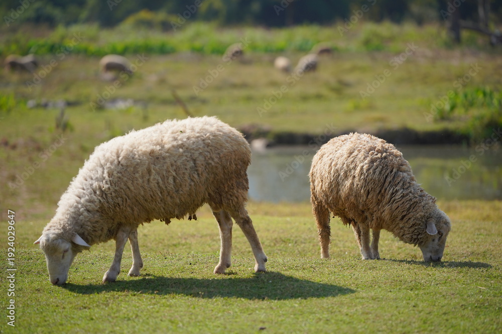 Obraz premium Two sheep grazing on green pasture near a pond in rural farmland landscape under sunlight. Livestock farming scene representing agriculture, sustainable farming, countryside life, and natural environm