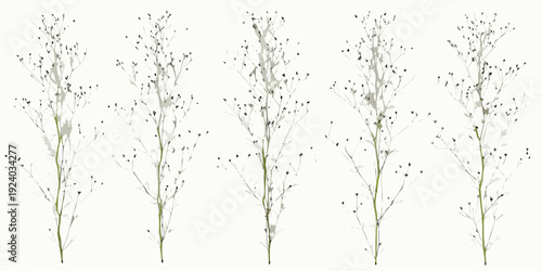 Delicate wildflower stems with tiny buds against a plain white background