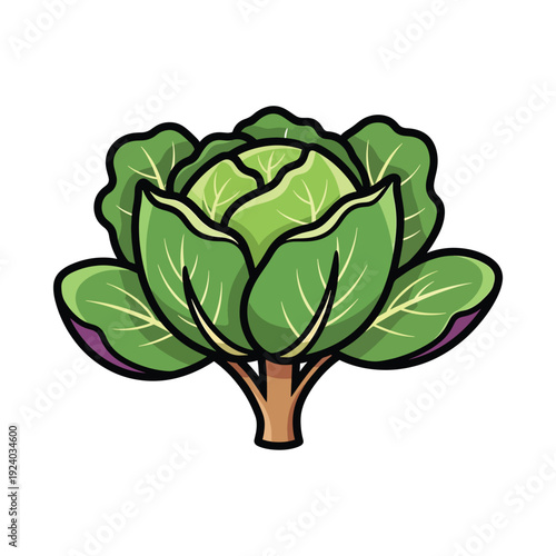 An illustrated cabbage head with green leaves and a brown stem in a simple graphic style