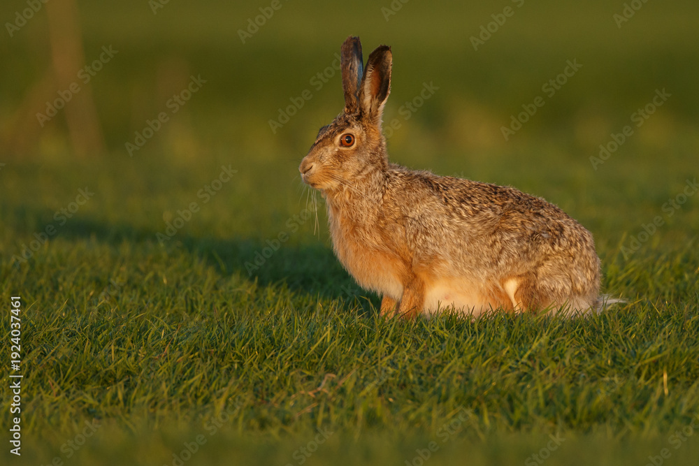 Obraz premium Hare in nature during mating.time.