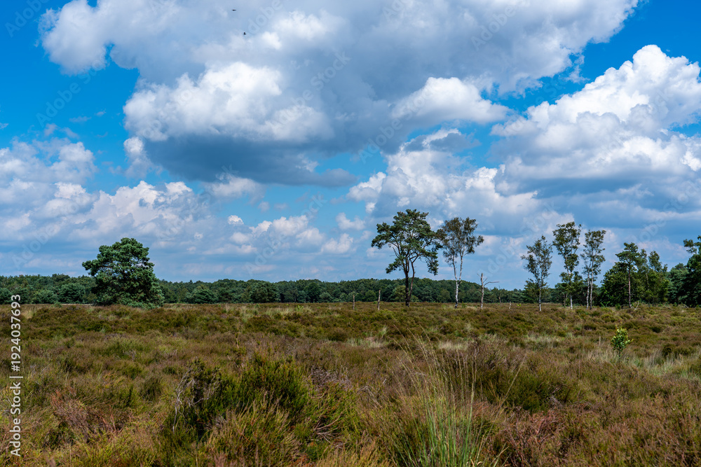Fototapeta premium The Veluwe