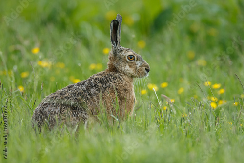Hare in nature during mating.time.