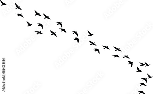 Black bird silhouettes flying in curved formation against white background black birds flying birds flock of birds