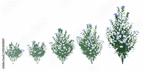 A series of flowering plants gradually increasing in size and bloom