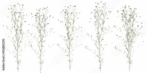 Delicate wildflower stems with tiny purple blooms on a white background