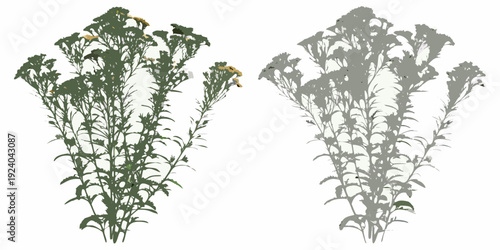 Two floral arrangements depicting wild plants one in color and one grayscale