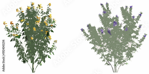 Two flowering shrubs with yellow and purple blossoms isolated on white