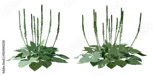 Illustration of plantain weeds with long slender seed spikes