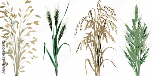 Illustration of various cereal grains and grasses in differing stages