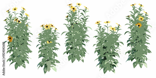 A collection of tall vibrant sunflowers displayed on a white background