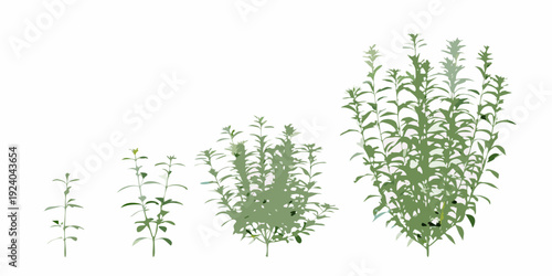 Growth stages of a plant from seedling to mature foliage