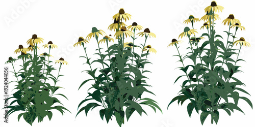 A collection of yellow coneflowers in varying stages of growth