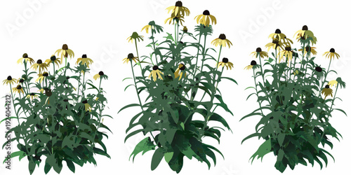 A vibrant collection of black eyed susan flowers with green foliage