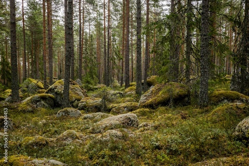 Mossy laege boulders in a pine forest. Erratic origin from glaires.