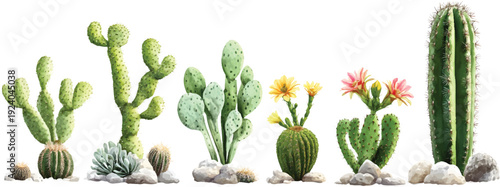 A series of cacti in various stages, from young to mature, against transparent background