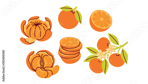 Selection of six citrus elements featuring whole fruits, sliced pieces, and a branch with flowers and leaves. Beautiful botanical-style set for organic products and harvest themes.