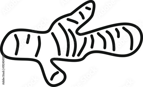Ginger root simple line art drawing against a white background