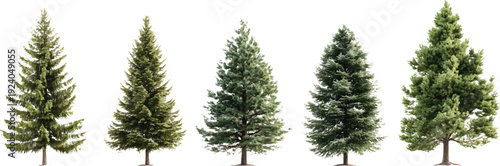 A series of realistic pine trees in different sizes, from small to large, on a transparent background