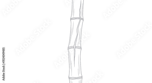 Minimalist line art illustration of a single bamboo stalk on a white background