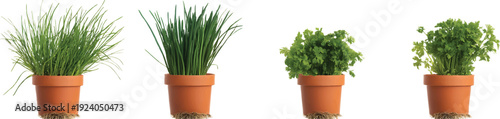 A set of four realistic photographic images showing chives, coriander, and carrots on a transparent background 