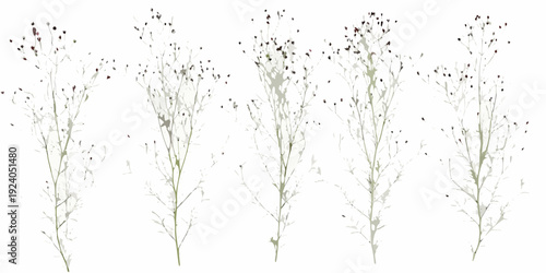 Delicate wildflower stems with small blooms against a plain white background