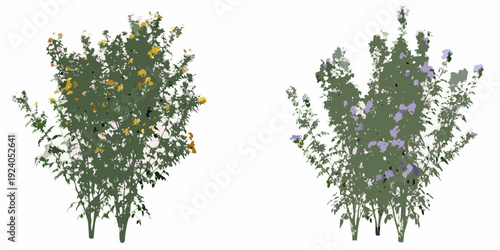 Two flowering bushes with yellow and purple blooms isolated on white