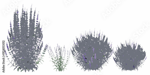 Four lavender bushes of varying sizes and densities are displayed