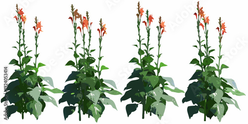 A collection of vibrant orange salvia flowers with green foliage