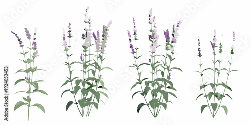 Several lavender stalks with green leaves arranged on a white background