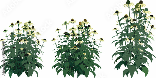 Three echinacea plants in varying stages of growth and bloom