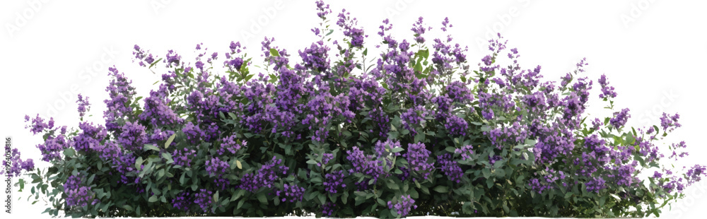 Obraz premium Bushes with purple flowers, butterfly bush in different stages of growth on a transparent background