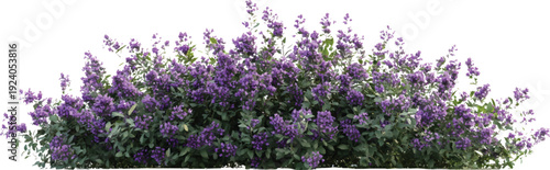 Bushes with purple flowers, butterfly bush in different stages of growth on a transparent background