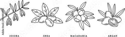 line drawings of jojoba shea macadamia argan plants