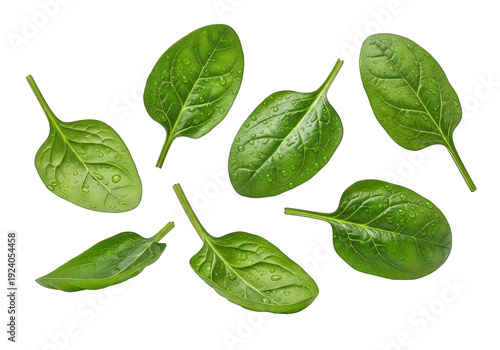 Fresh green spinach leaves cutout with water droplets isolated on transparent background