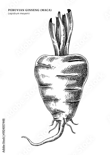 Maca root hand drawn vector illustration. Peruvian ginseng - adaptogenic plant sketch for herbal medicine and superfood products. Not AI generated.