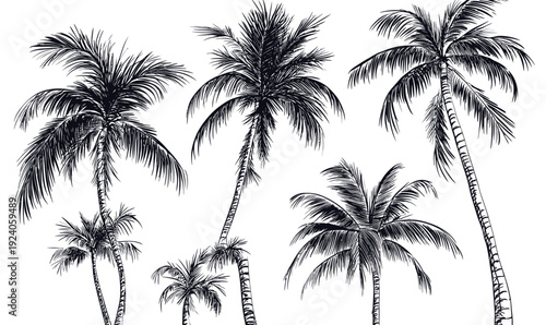 Hand drawn detailed black and white coconut palm tree illustrations with textured leaves and trunks on white background vector art