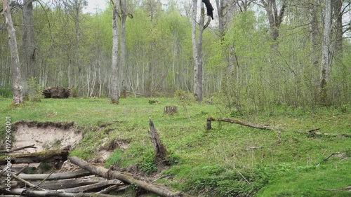 Wallpaper Mural A lush spring clearing scattered with rotting logs, tree stumps, and an eroded sandy bank. Sparse trees with fresh green leaves rise beyond the rough, overgrown woodland floor.  Torontodigital.ca