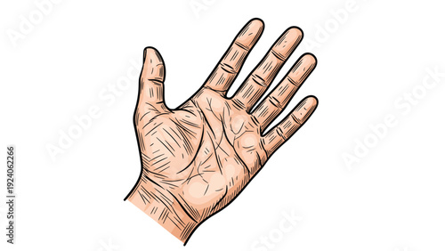 Detailed hand drawn illustration of a human palm showing various skin lines and creases against a clean white background.