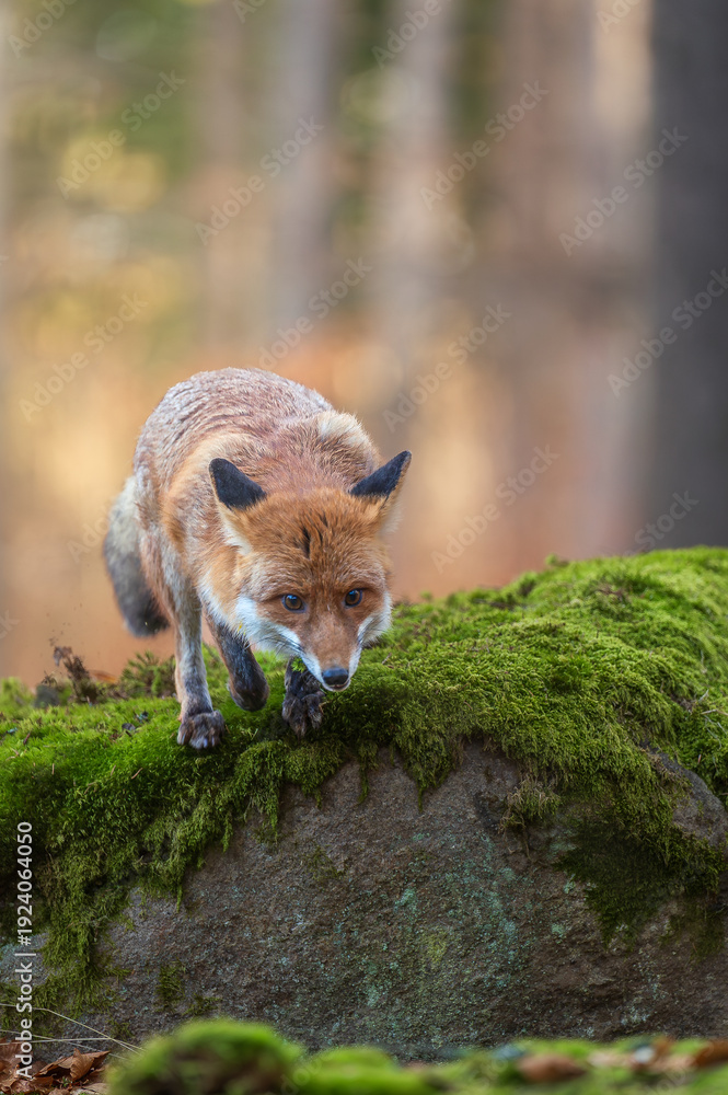 Fototapeta premium Red Fox ( Vulpes vulpes ) close up in spring forest