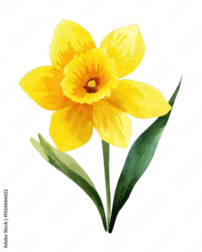 Fototapeta premium PNG A daffodil wildflower illustration watercolor plant.