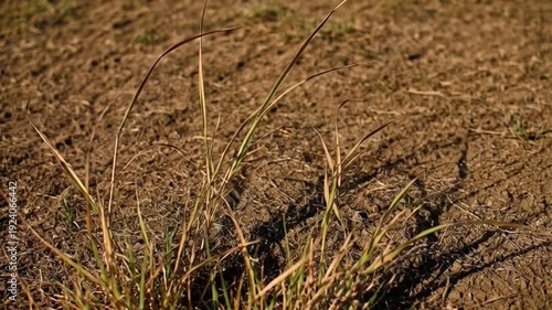 Close up of dry grass with shadows against a textured ground backdrop
