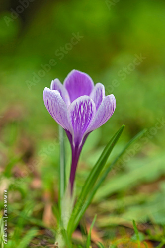 closeup on  violet crocus blooming in a garden on blur  and green background