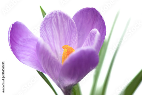 closeup on  violet crocus and yellow pistils blooming in white background