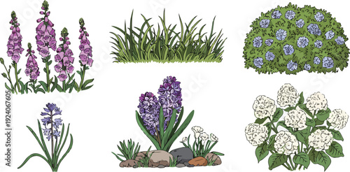 A hand-drawn illustration of four different garden plants arranged in a 2x2 grid.