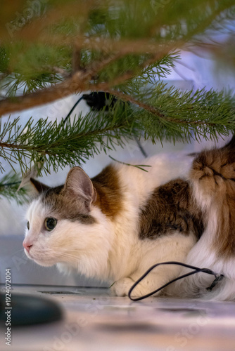 cat and christmas tree