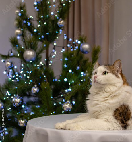 cat and christmas tree