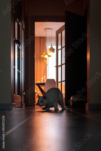 cat on the corridor