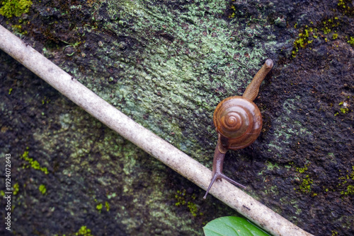 Cuadro en lienzo A land snail crawling on a damp, mossy cement wall