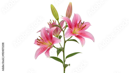 Isolated pink tiger lily flower stem with buds, blooming, and green leaves, floral arrangement